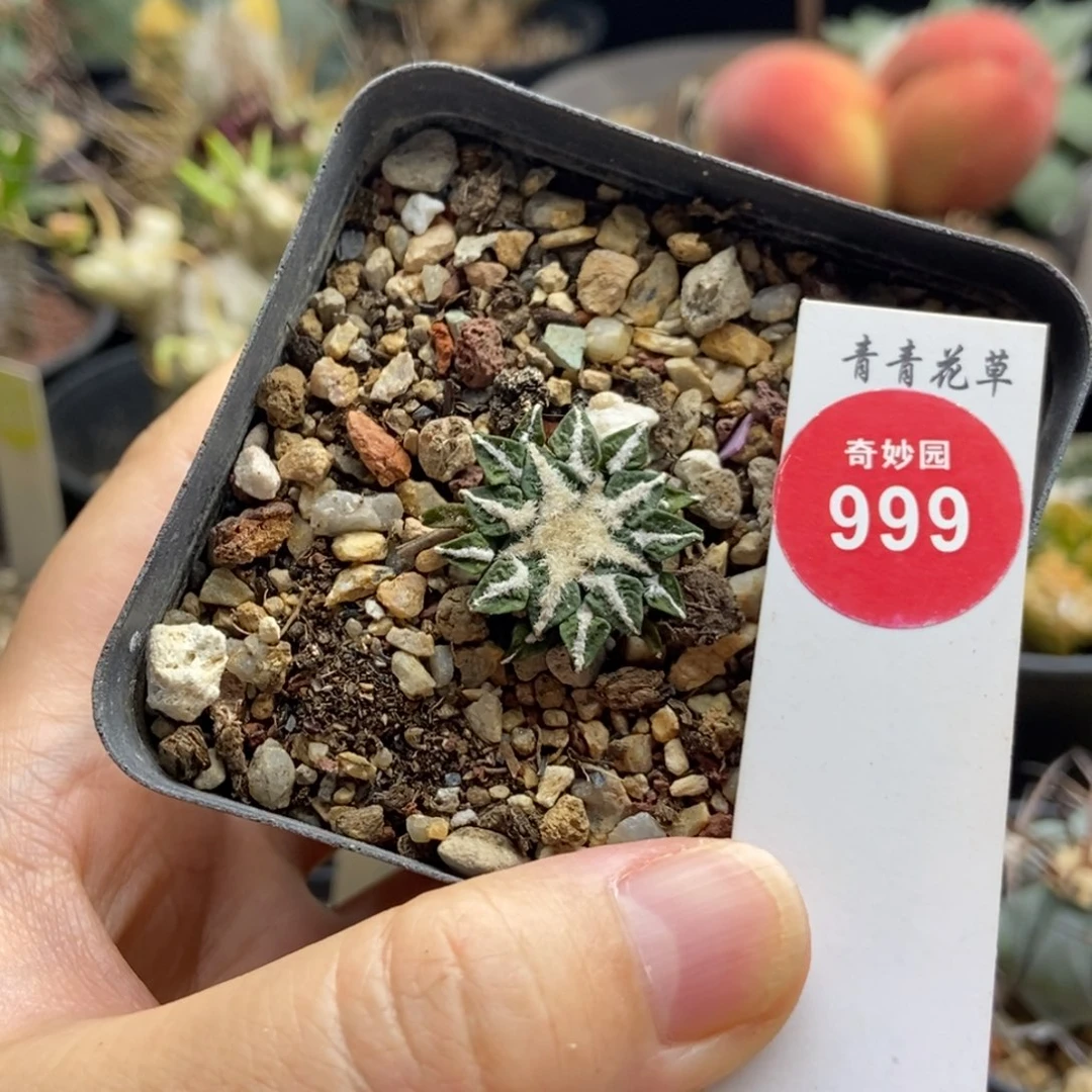实生母本姬牡丹2.3cm