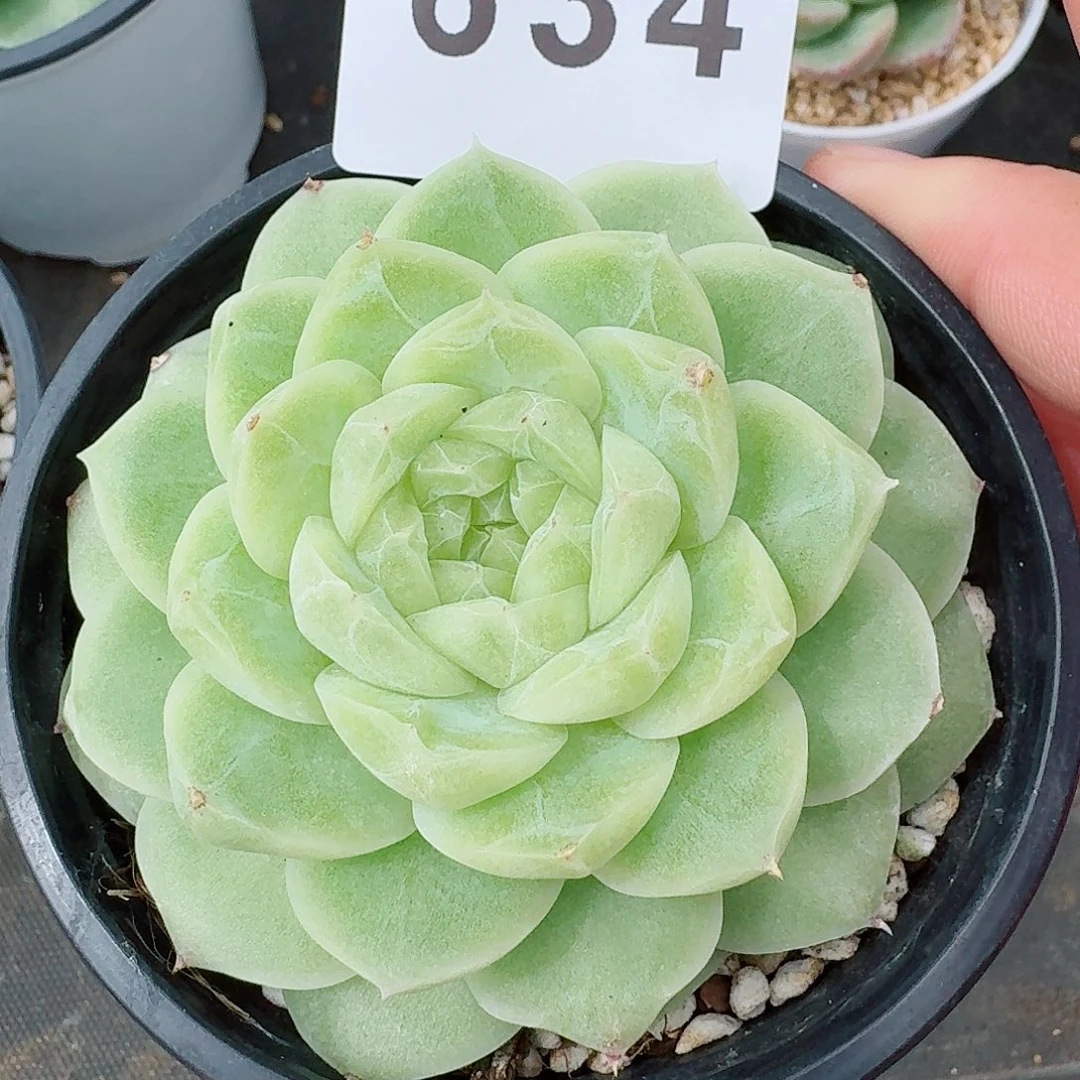 请***苏梨花白            精美多肉植物
