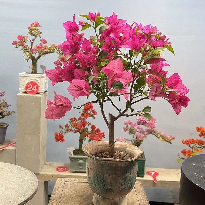 完全开放三角梅一物一拍