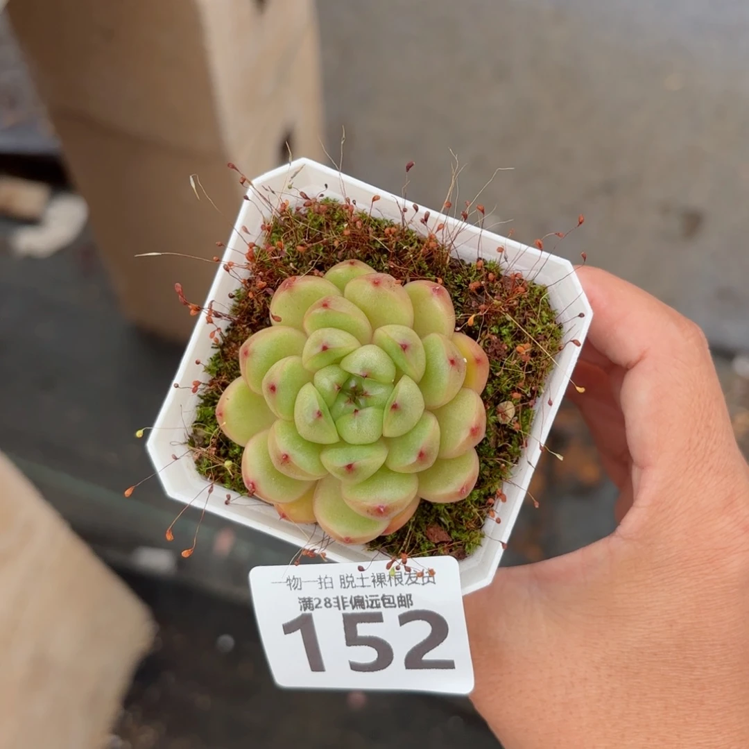 莱拉单头无盆土发货