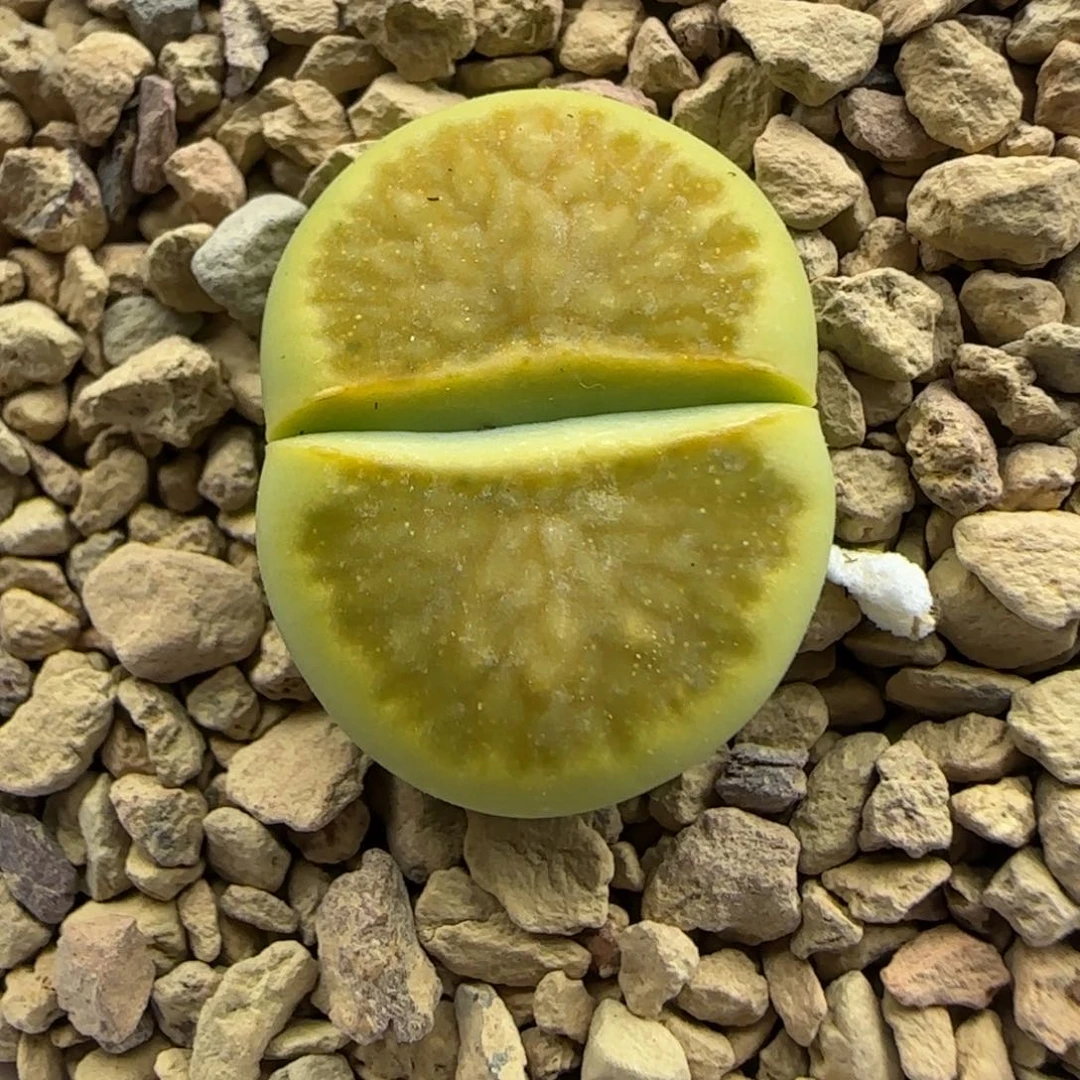 316 生石花大棚直播