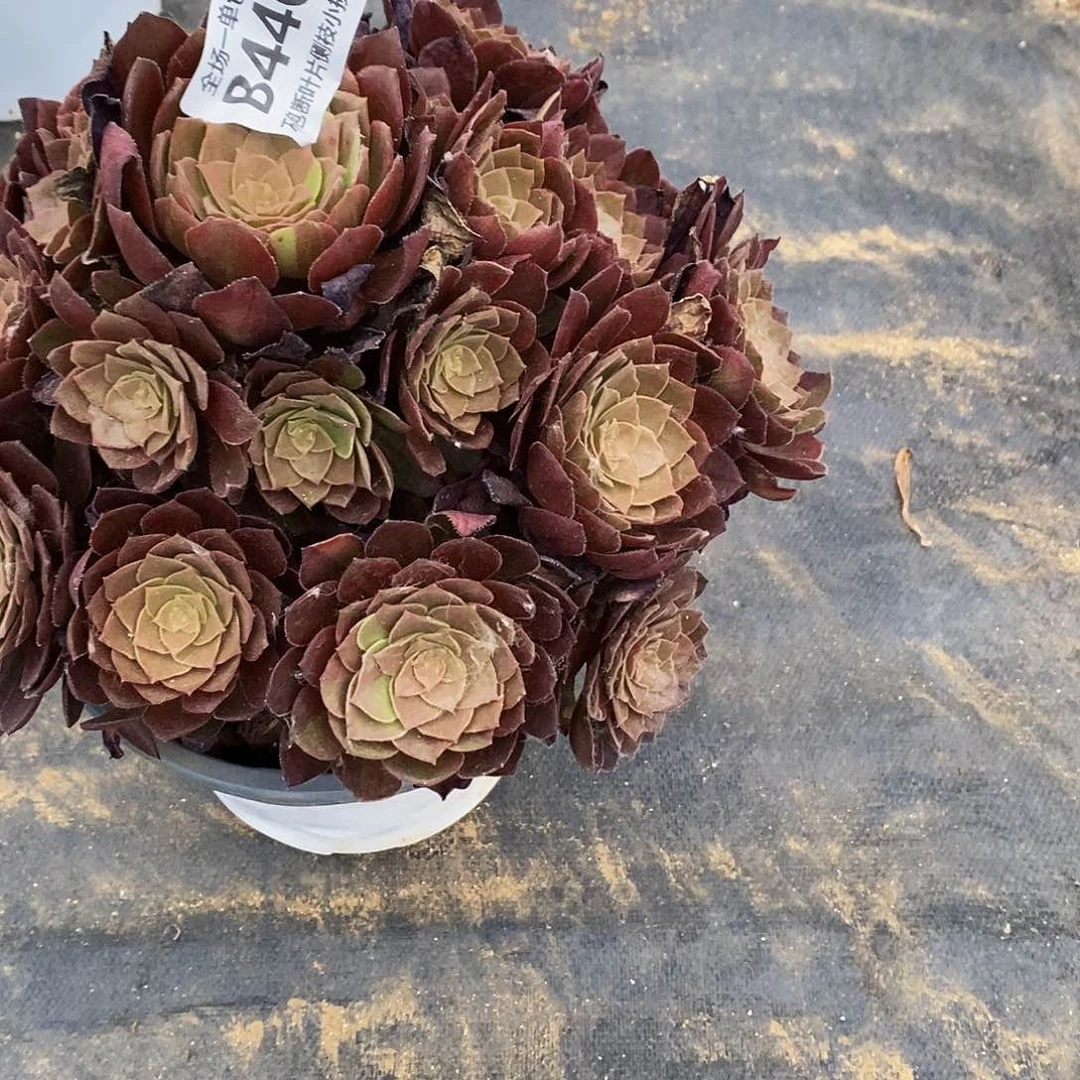 春***东446千面男爵多肉一个断枝