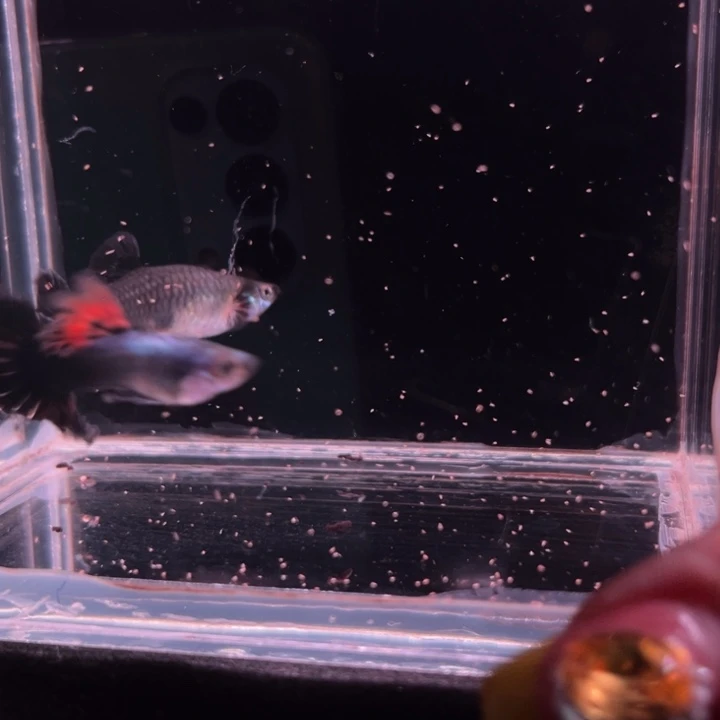 孔雀鱼埃尔银黑裙1对