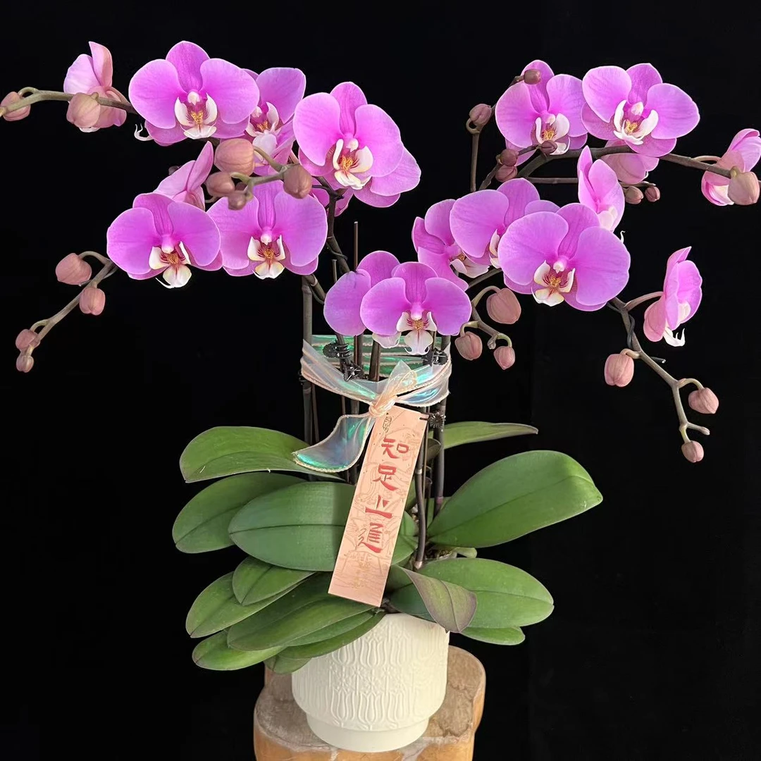 多彩优选（安娜）欧品贵货爆款蝴蝶兰鲜花室内送礼高端花卉