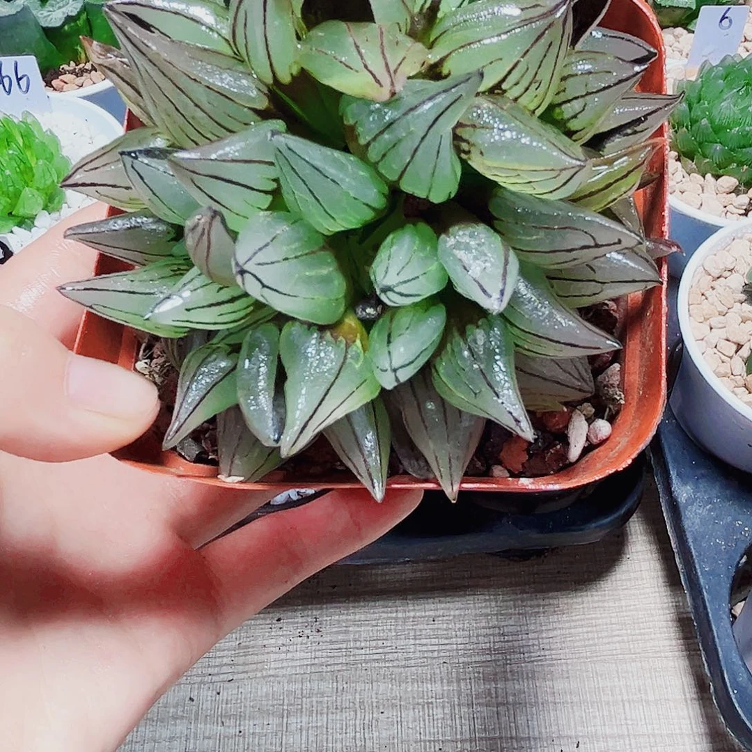 母本西瓜寿多肉植物6666