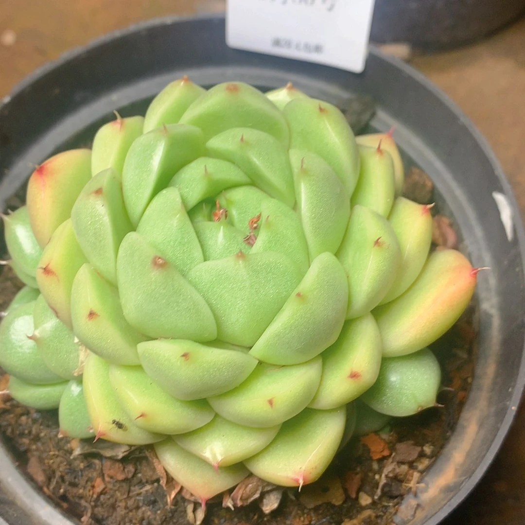 【闪购商品】云653号麦秆