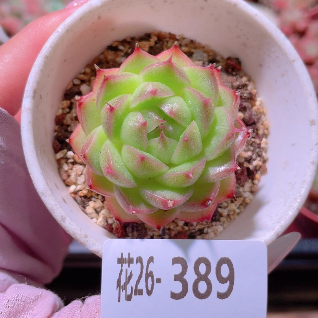 花利美26-389海王