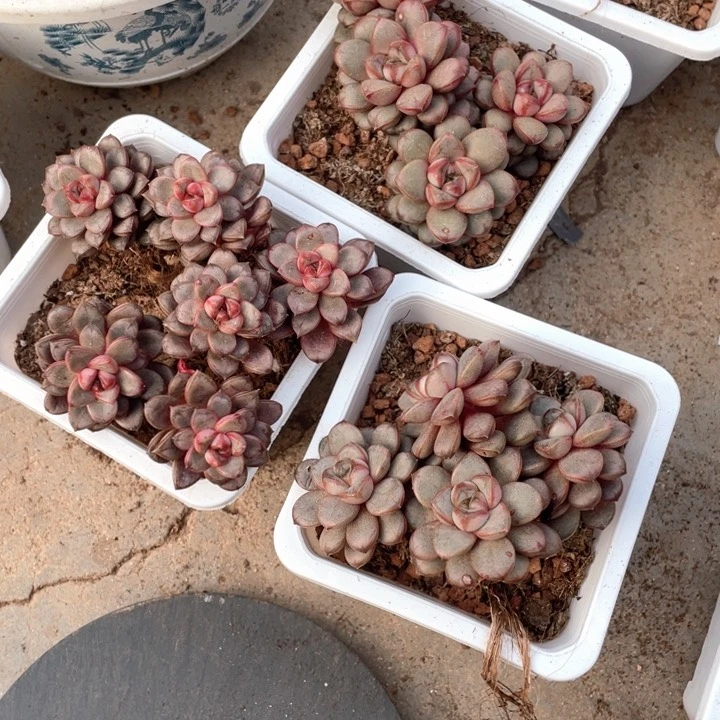 葡萄15.8一盆老桩子葡萄