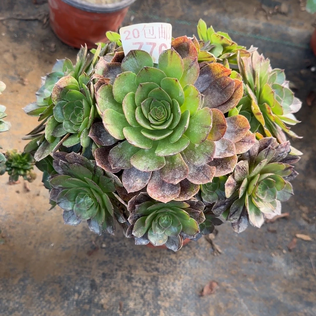 万拉丝776满20包邮断枝不包