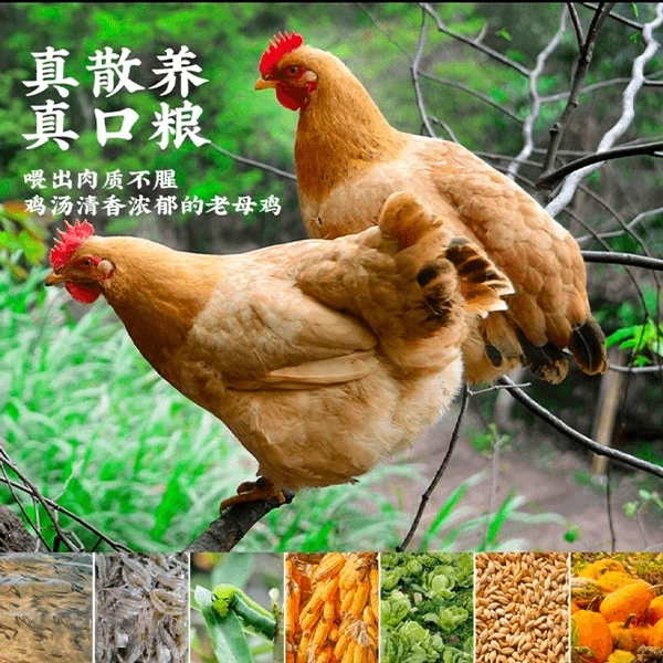 【3年多母鸡】农家散养母鸡