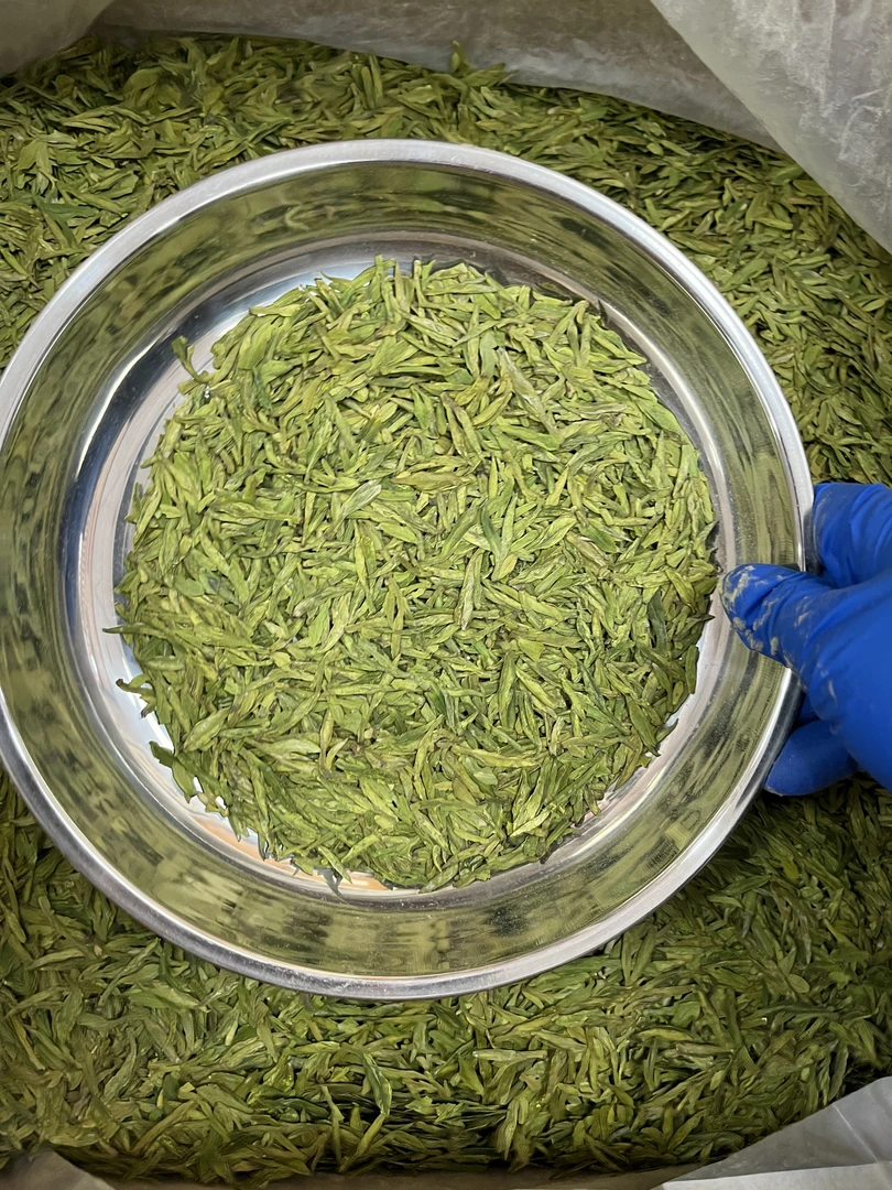 【450#】2025年龙形白茶大佛龙井产区 浓香豆香兰花香