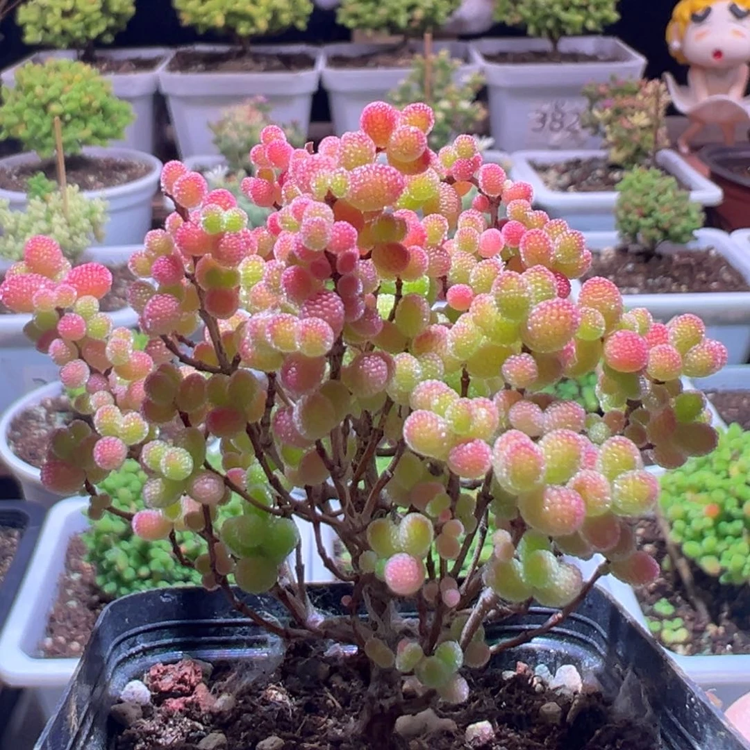 J255蜜橘带盆土发货一物一拍