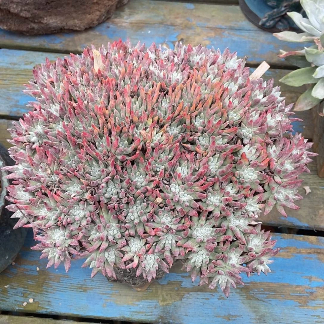 心***好雪花老桩啦啦啦啦