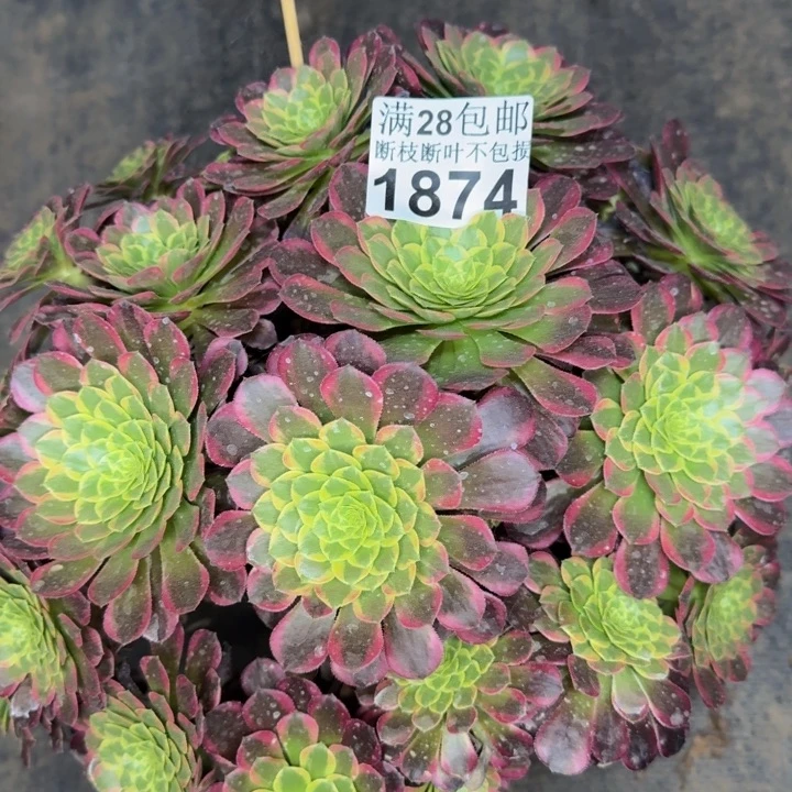 1874朝霞多肉植物