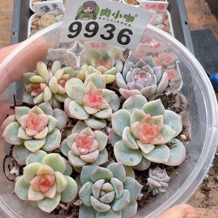 多肉植物多肉植物
