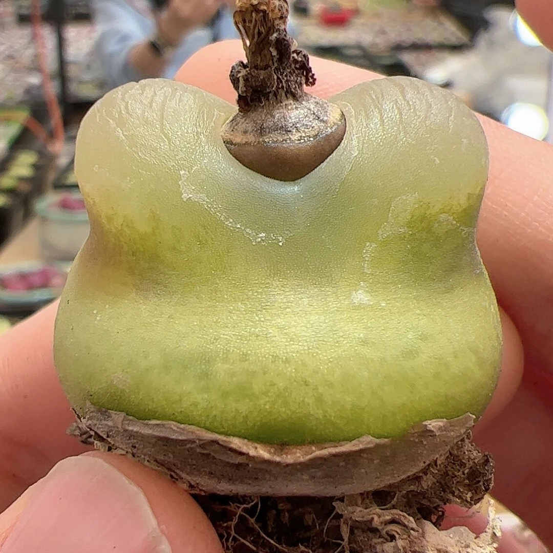 【闪购商品】25 o泡