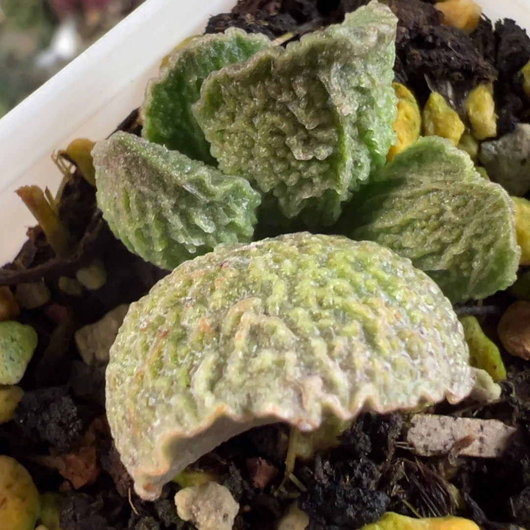 实生新品多肉植物水泡