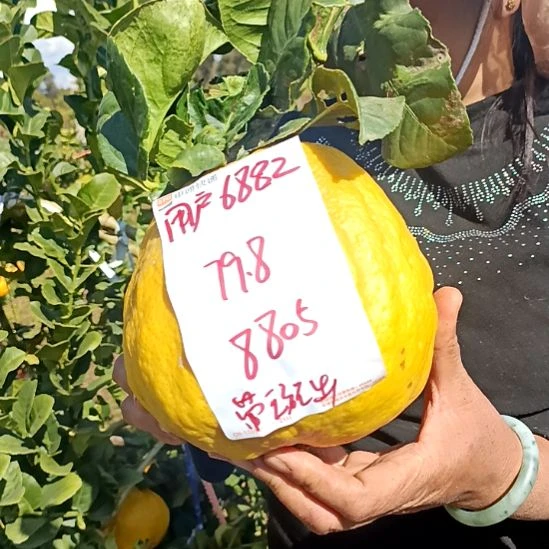 褚柑发v回复VB发v看好烦呐看哈