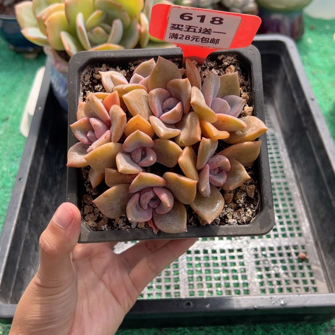 表妹精品多肉植物618.
