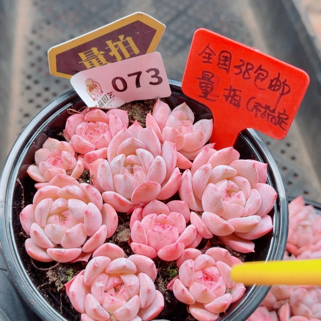 多肉植物多肉植物