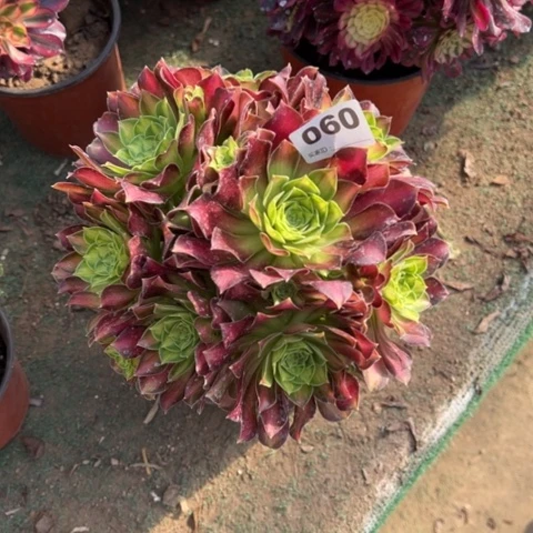 060韶华朵朵多肉，