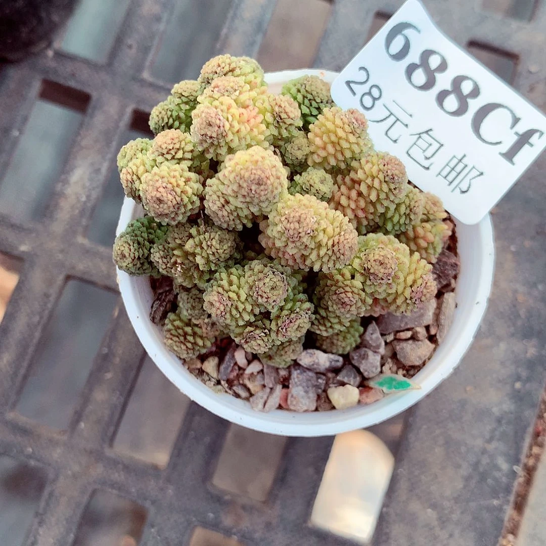 5厘米盆精控多肉688