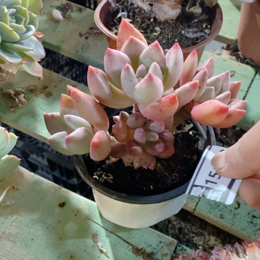 【闪购商品】@**人桃花源15142