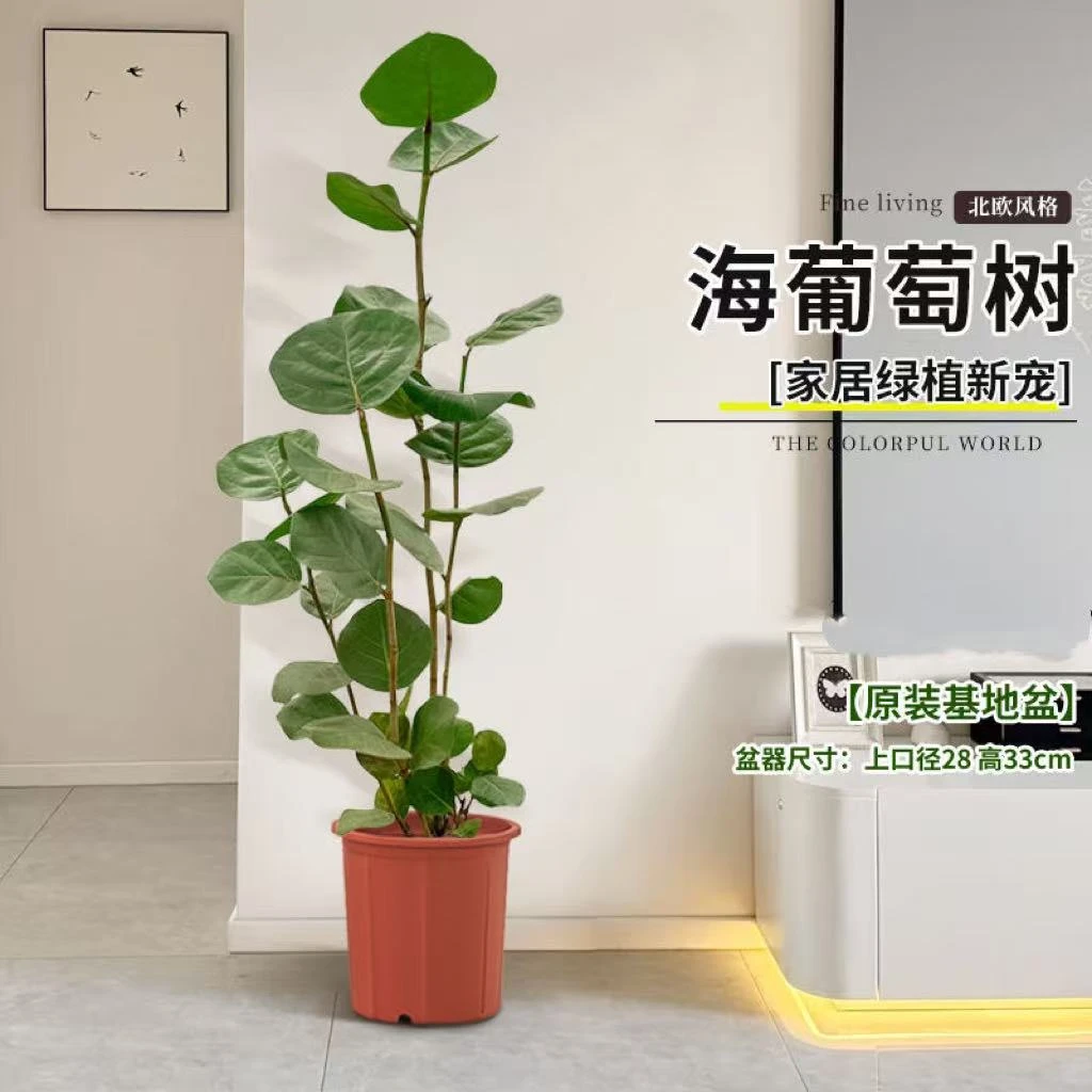 【海葡萄】绿植室内大型绿植乔迁新居房去甲醛客厅大型植物盆栽