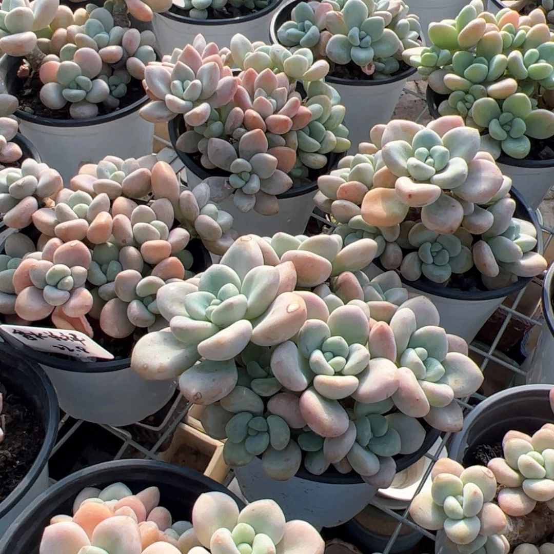 新疆包邮 香水洛神