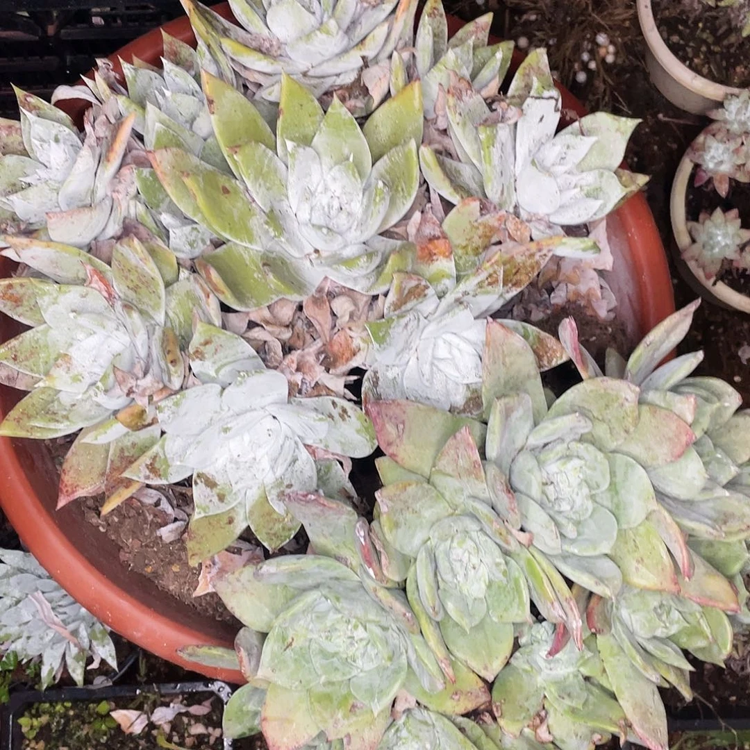 雨*两个仙女杯多头老桩