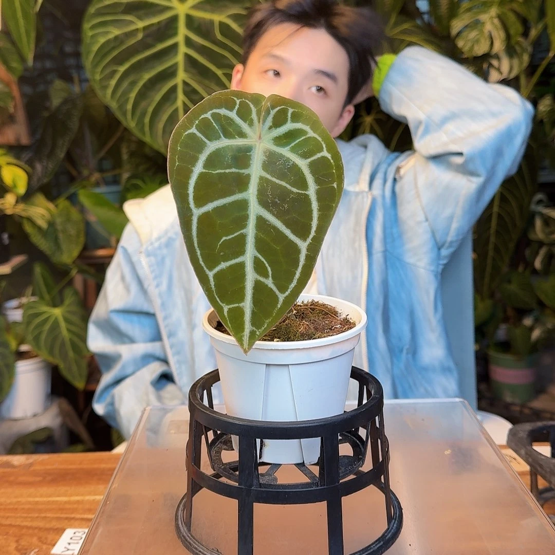 完全开放Z33银刷子杂红水晶