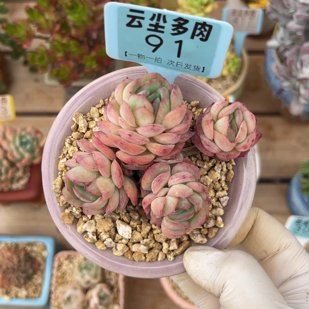 云尘多肉一物一拍91不含盆