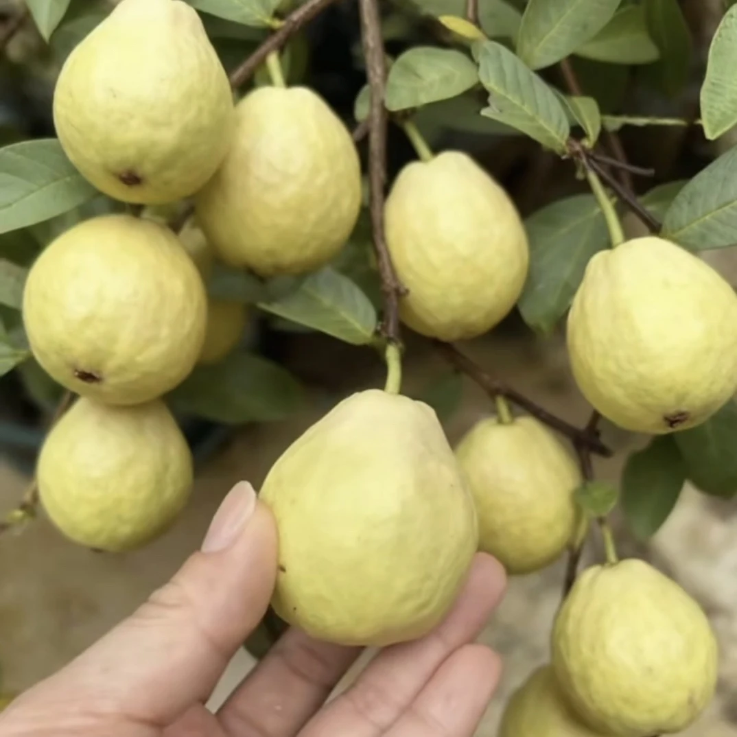 四季小叶白玉香芭乐一树一拍顺丰包邮（接受快递途中掉花掉果）