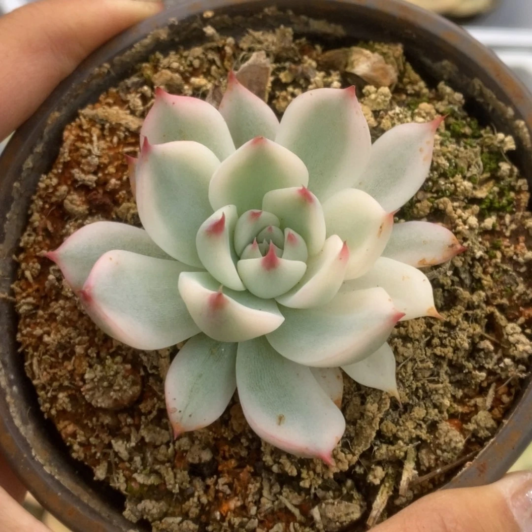 164锦锦锦锦锦锦锦锦
