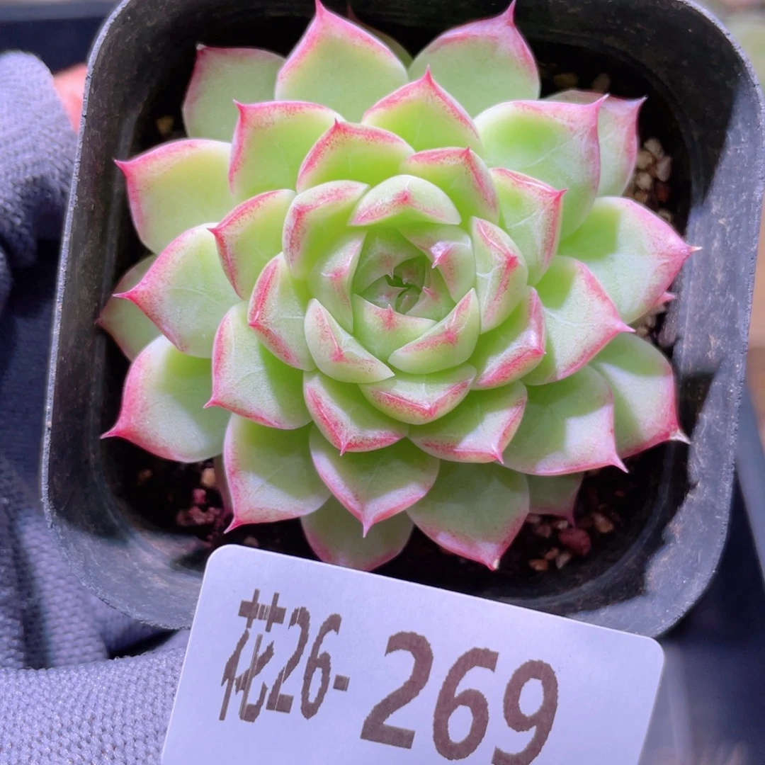 花利美26-269女王