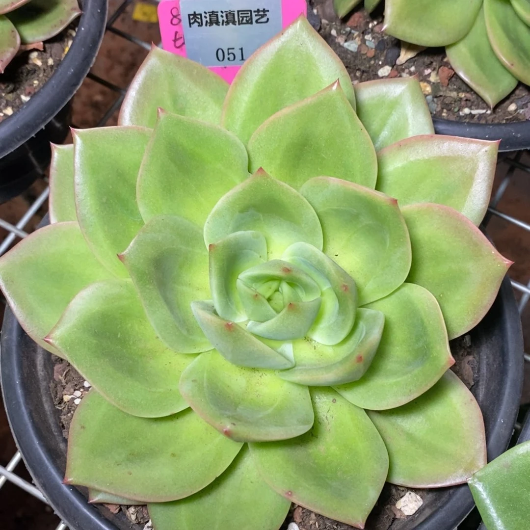 x051-多肉植物 翠鸟