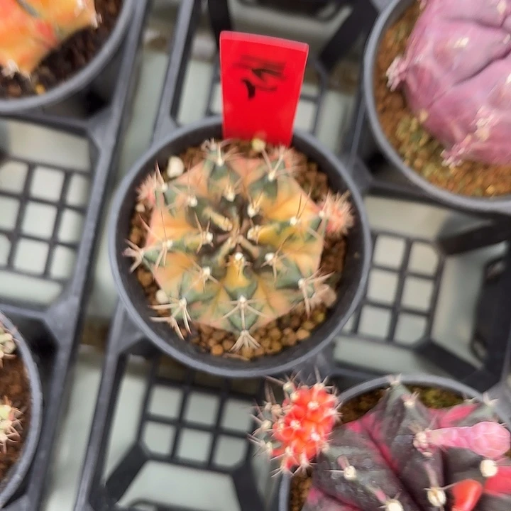 142-0513国内发货多肉