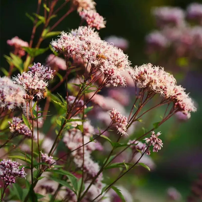 大麻叶泽兰盆栽 佩兰花镜植物 庭院阳台多年生宿根植物耐热耐寒