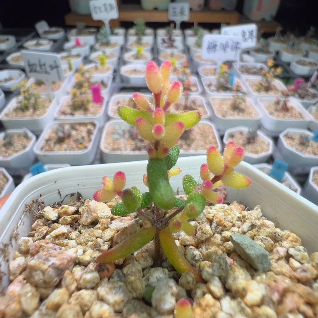 QQ软糖，1829糖球锦，拍下不退不换