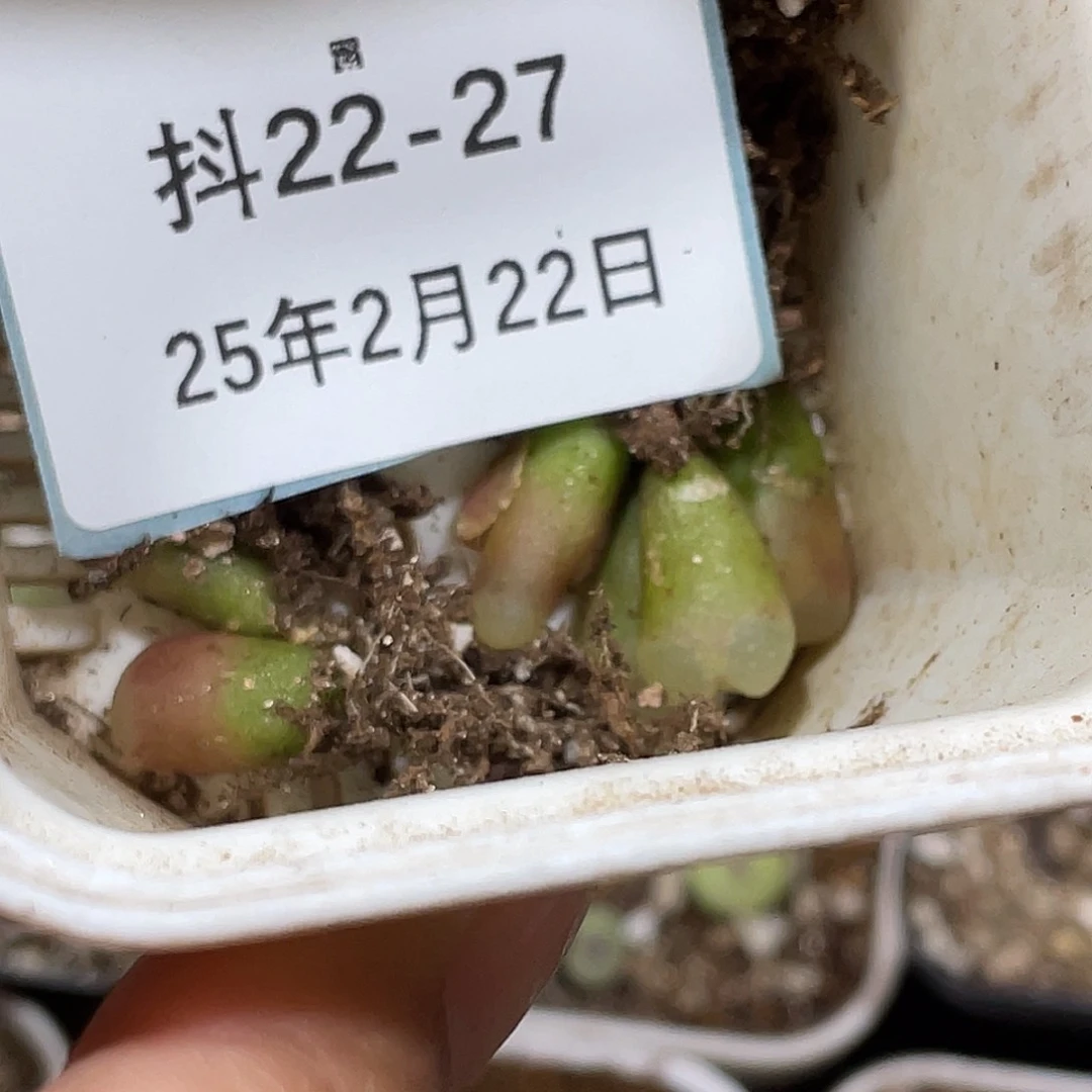 姬**君22-27肉锥多肉植物