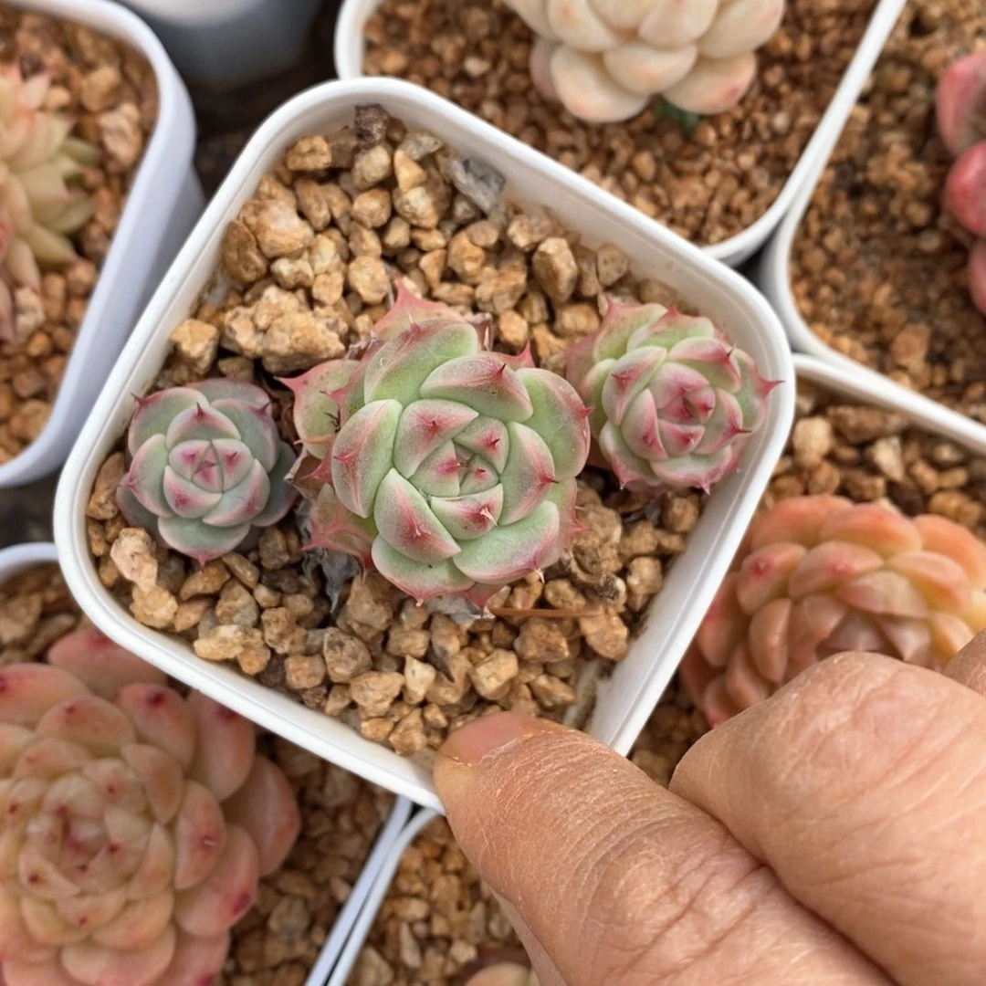 精品多肉一物一拍不包整134