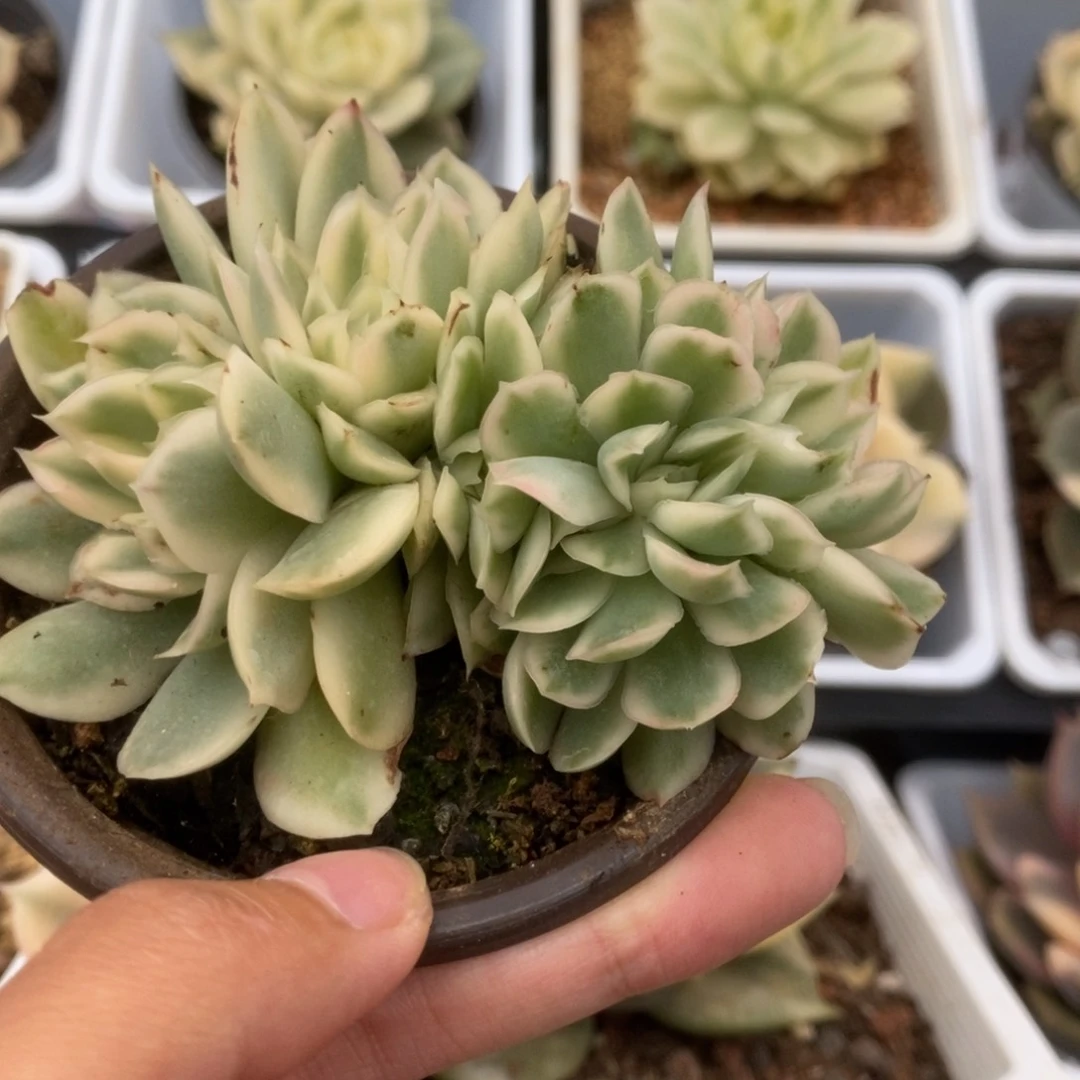 299紫蝴蝶带缀锦锦锦锦
