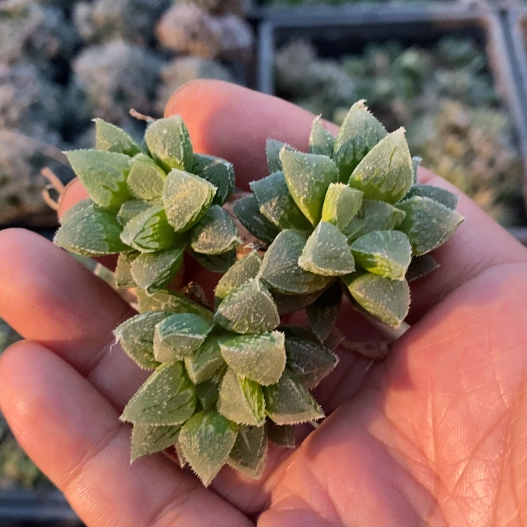 2116 一颗新冰砂糖 做手捧花首选