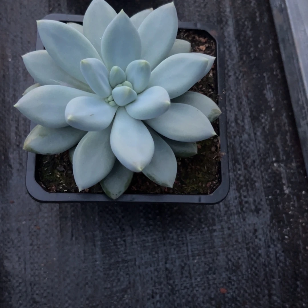 天***辉多肉植物多肉植物