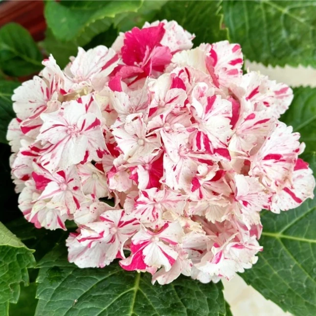 一加仑盆大花绣球 庭院栽种 阳台 办公桌植物 单瓣重瓣大花绣球