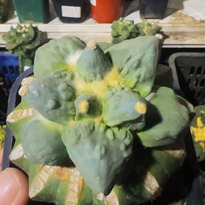 无花朵福利蓝白大尤村怒牡丹725