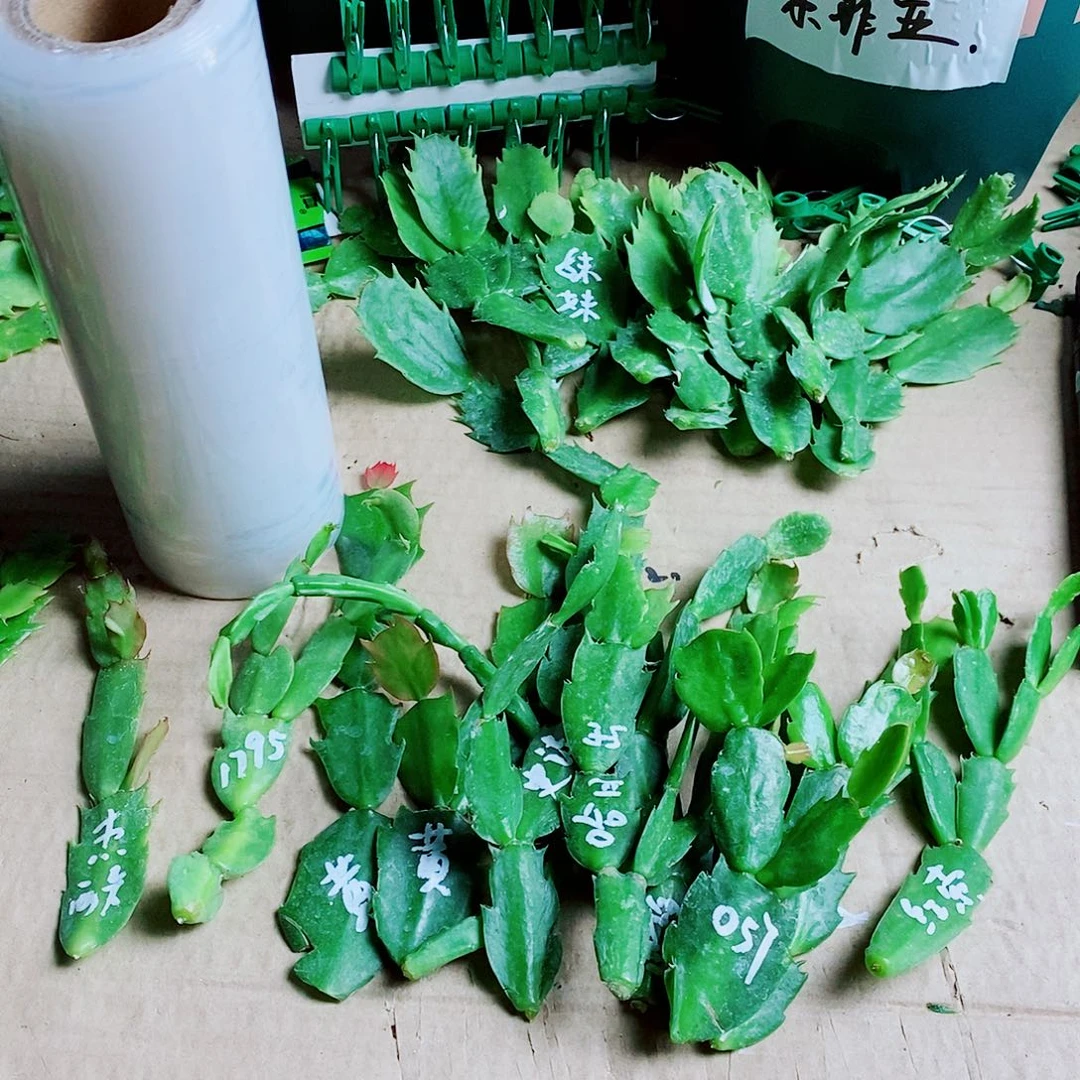 艾***泉无花朵叶片福利一物一拍