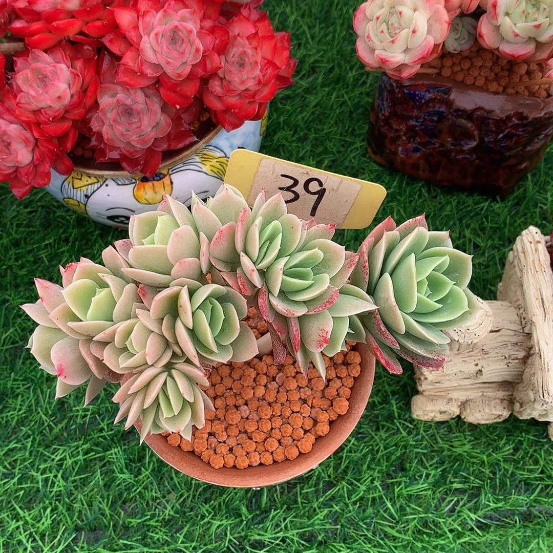 兔*星娜塔缀多肉植物7277272