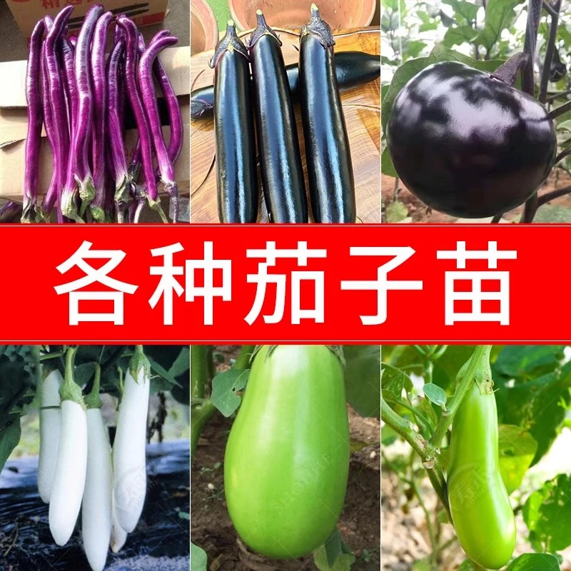 茄子苗杭茄苗紫长茄苗黑长茄苗青茄苗烧烤茄苗圆茄子苗四季蔬菜苗