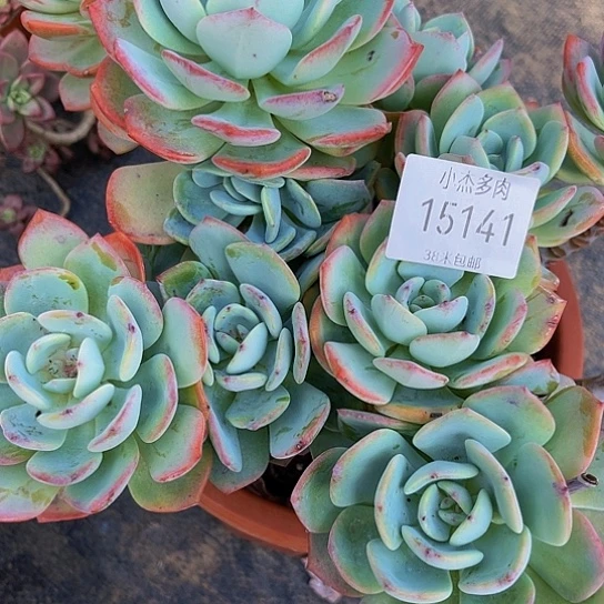 亓**亓白月光15141